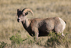 bighorn sheep