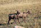 bighorn sheeps