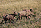 bighorn sheeps