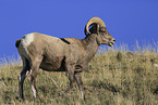 bighorn sheep