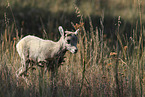 young bighorn sheep