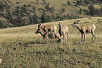 bighorn sheeps