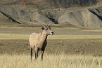 bighorn sheep