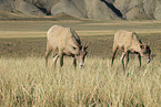 bighorn sheeps