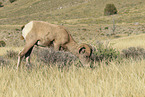 bighorn sheep