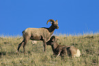 bighorn sheeps