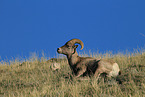 bighorn sheep