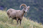 bighorn sheep