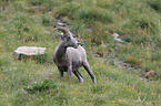 bighorn sheep