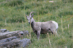 bighorn sheep