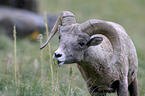 bighorn sheep