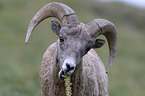 bighorn sheep