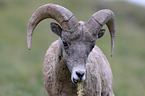 bighorn sheep