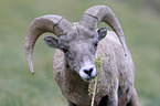 bighorn sheep