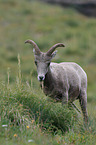 bighorn sheep