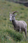 bighorn sheep