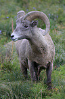 bighorn sheep