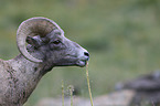 bighorn sheep