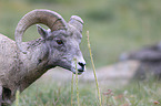 bighorn sheep