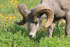 bighorn sheep