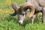 bighorn sheep