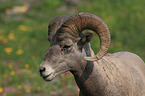 bighorn sheep