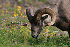 bighorn sheep