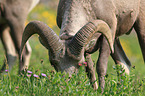 bighorn sheep