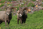 bighorn sheeps