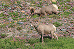 bighorn sheeps