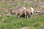 bighorn sheeps