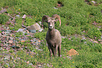 bighorn sheep