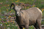 bighorn sheep