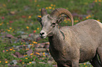 bighorn sheep