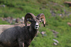 bighorn sheep