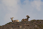 bighorn sheeps