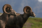 bighorn sheeps