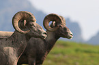 bighorn sheeps