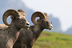 bighorn sheeps