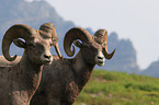 bighorn sheeps