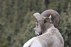 bighorn sheep