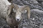 bighorn sheep