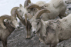 bighorn sheeps