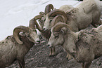 bighorn sheeps