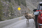 bighorn sheep