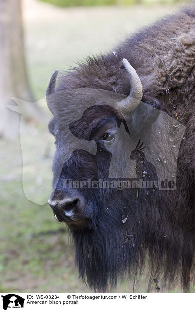 Amerikanischer Bison Portrait / American bison portrait / WS-03234