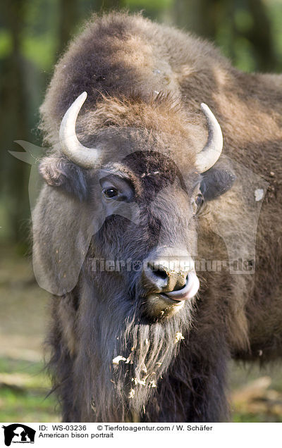 Amerikanischer Bison Portrait / American bison portrait / WS-03236