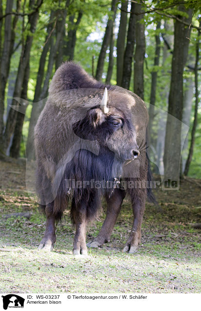 Amerikanischer Bison / American bison / WS-03237