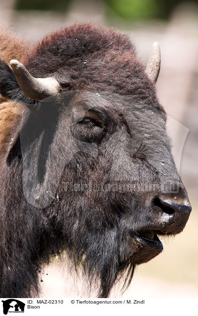 Bison / MAZ-02310