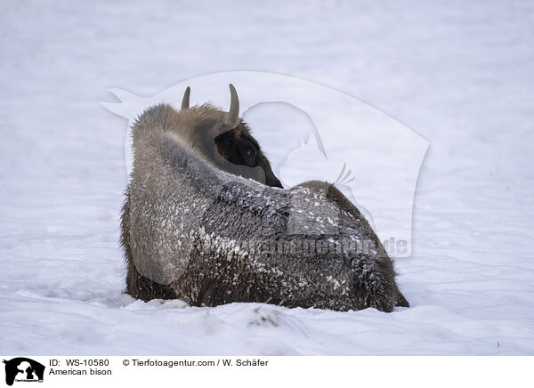 American bison / WS-10580
